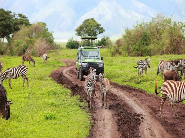A Tanzania safari is exciting whether it is a solo or group trip