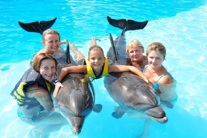 Dolphin Discovery Cozumel: Your Gateway to an Extraordinary Adventure